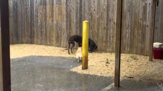 Roxy, Chaucer, Luther, Coco, Mona, , Freya