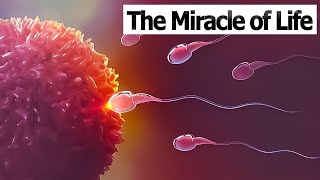 CONCEPTION TO FETUS | The Miracle of Life | Medical 3D Animation of Conception/F
