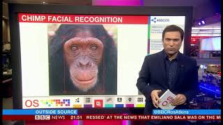 Chimp facial recognition to combat illegal trade (Global) - BBC News - January 2019