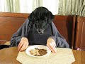 Black Labrador Retriever at Kitchen Table-Silly Dog