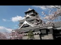 熊本城の桜