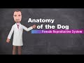 Anatomy of the Canine Female Reproductive System