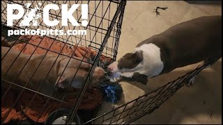 Dog Wants Rope, Starts Tug War