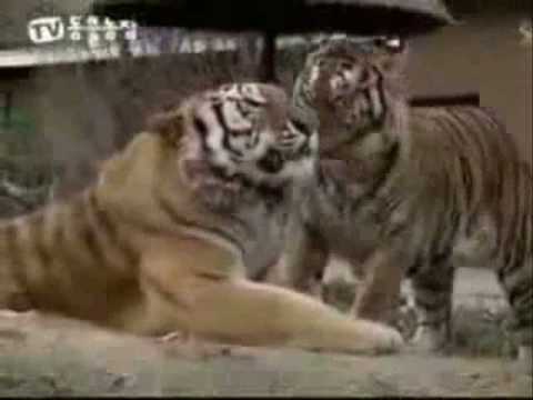 african lion face. African Lion vs Bengal tiger