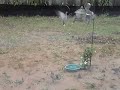 Pajaritos