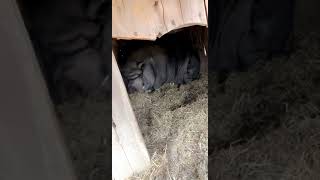 A Fat Black Pig