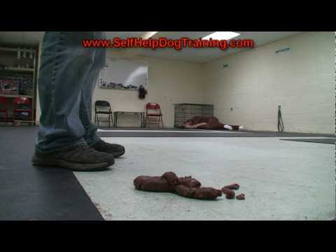 How not to train your dog - House Breaking by K9-1.com