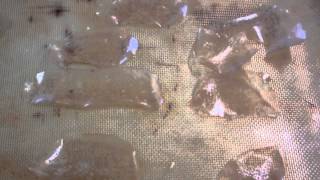 How to make Potato Glass How to make Potato Glass