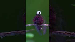 Snowcap Hummingbird, No Other Hummingbirds Alike