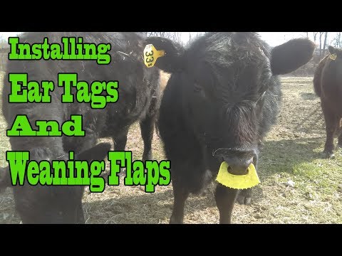 No More Milk For The Baby / Weaning Flaps / Ear Tagging