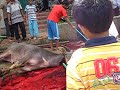 image Motong Qurban Cara Syar I Di Jampang 2
