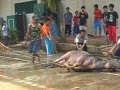 motong qurban cara syar i di jampang 2