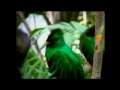 El Quetzal En Su Habitat Natural