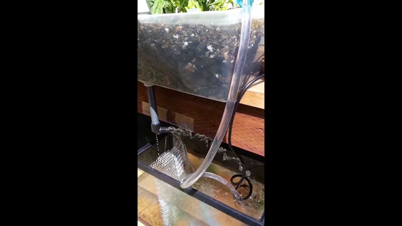 Homemade Aquaponics System Using 10 Gallon Fish Tank ...