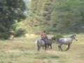 302 Bükk plateau  - herding the horses of the Lipizzaner stud. Lipicai ménes meghajtása
