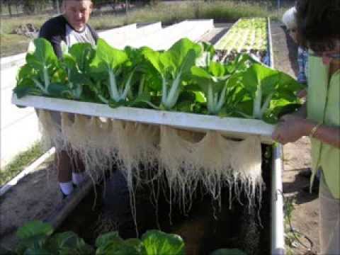 Indoor Aquaponics Systems Do-It-Yourself Training ...