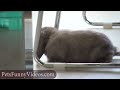 Cat meeting a bunny - funniest video ever