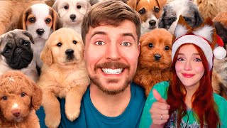 Я Спас 100 Брошенных Собак! Мистер Бист (Mrbeast) Реакция Очень Трогательное Видео