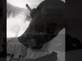 Satanik Generation Video preview