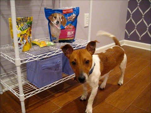 puppy haul puppy haul petsmart and target puppy haul puppy haul petsmart and target