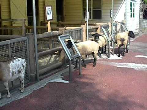 動物園　羊