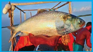 Amazing Fast Hilsa Fishing Skill Part 98 - Catching Hilsa Fish Big In The River