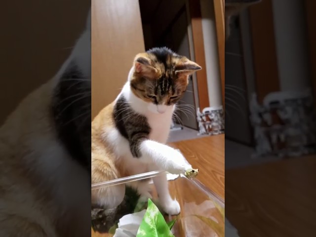 Cat Pets Tiny Frog - Video