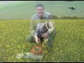 canola