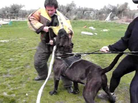 Bandog Korso de PPB,accesorios.wmv - YouTube Bandog Korso de PPB,accesorios.wmv - YouTube
