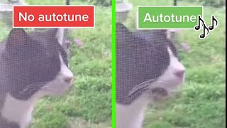 Wha Wha Cat  No Autotune & Autotune edit
