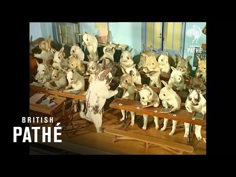 Crazy Taxidermy Museum Stuffed Animals in Costumes 1965 HD 