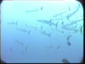Barracudas
