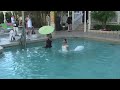 Bride Quynh Jumps in Pool / Key West Hyatt Wedding