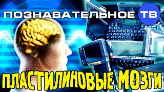 Пластилиновые мозги (Познавательное ТВ, Владимир Дзреев)