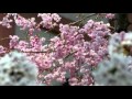 桜めぐり2011.m2ts