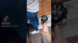 Este Perro No Deja Tocar El Culo Asu Ama Gitana De Basuri