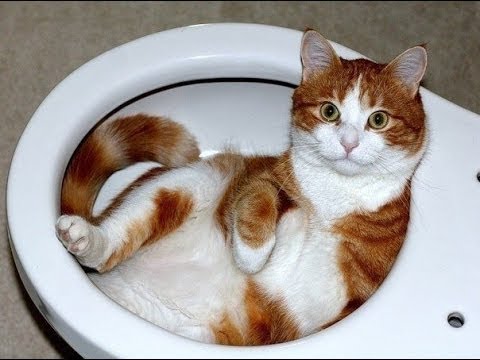 FUNNY VIDEOS: Funny Cats - Funny Cat Videos - Funny Animals - Cats Playing in Sinks Compilation FUNNY VIDEOS: Funny Cats - Funny Cat Videos - Funny Animals - Cats Playing in Sinks Compilation klip izle