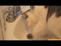 FUNNY VIDEOS: Funny Cats - Funny Cat Videos - Funny Animals - Cats Playing in Sinks Compilation klip izle