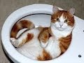 FUNNY VIDEOS: Funny Cats - Funny Cat Videos - Funny Animals - Cats Playing in Sinks Compilation FUNNY VIDEOS: Funny Cats - Funny Cat Videos - Funny Animals - Cats Playing in Sinks Compilation
