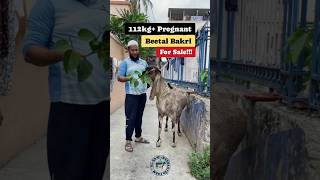112Kg Pregnant Beetal Bakri