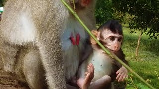 Tarzanna baby monkey, Mommy Jane let me go out,