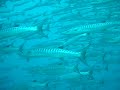 Barracudas