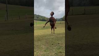 Happy Horse, Buckin’ And Free #Shorts #Horselife #Wildhorses #Broncos