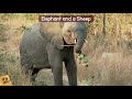 Animals ADOPTING Other Animal Species