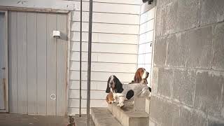 Bet Hounds Baying