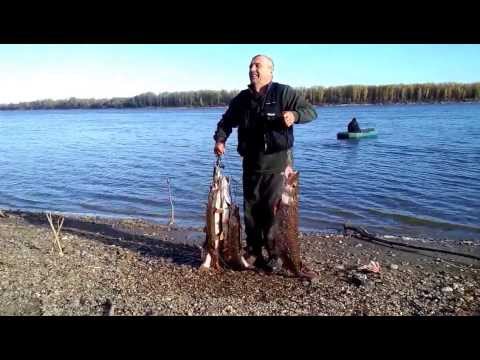 обское море рыбалка на сазана уловистые места обское море рыбалка на сазана уловистые места