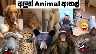 Animal Athal Katha Sattu Athal Animal Athal Memes Sinhala Meme Athal
