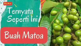Matoa Fruit - The Appearance Of A Matoa Tree That Bears Very Heavy Fruit