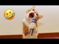 Try Not to Laugh 2024😁 New Funny Dog and Cat Video 😹🐶 Part