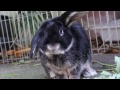 Backwards Rabbit - Parry Gripp